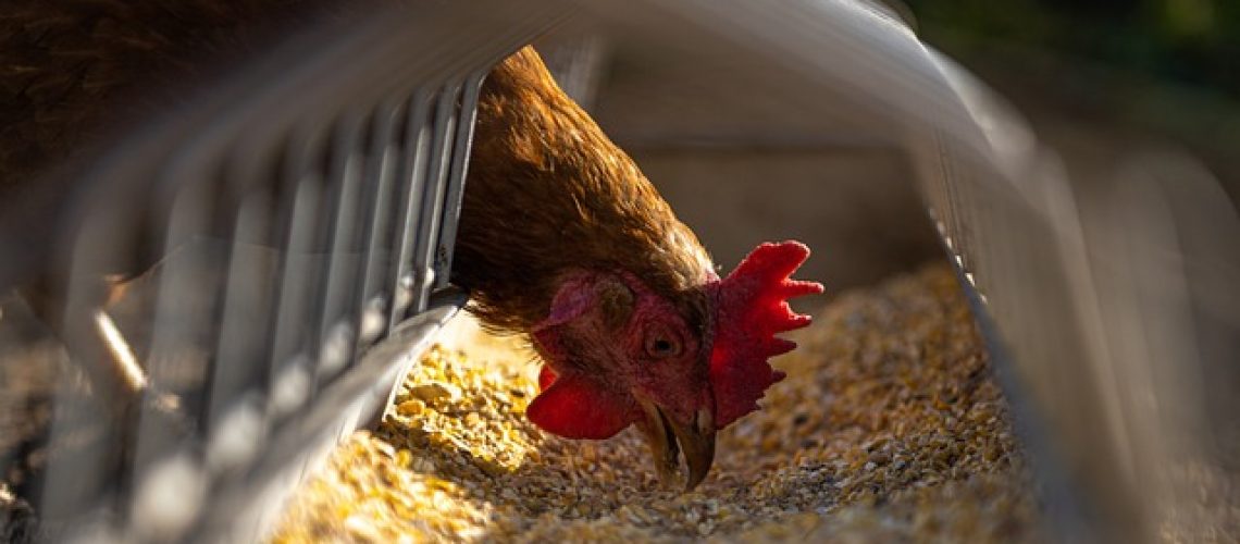 csibe-csirke-farmermax-takarmany-tap-baromfi