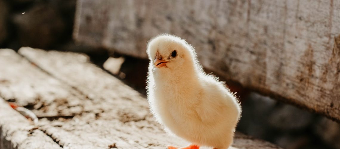 csirke csibe farmermax broiler indító takarmány táp