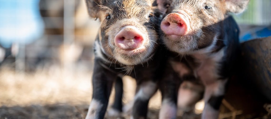 farmermax sertés süldő hízó takarmány