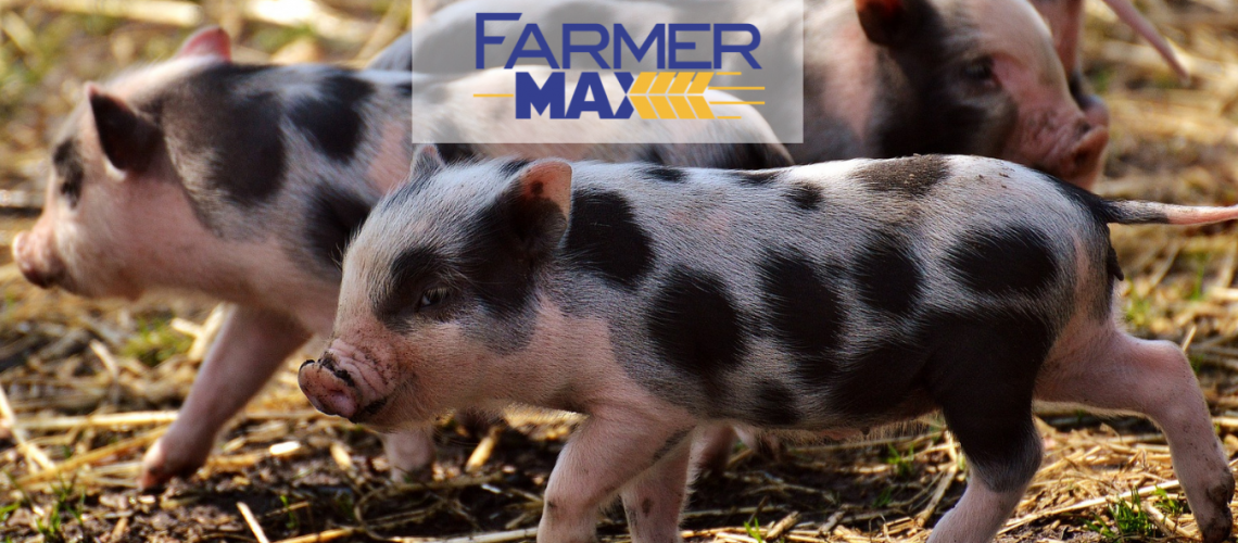 farmermix-farmermax-malac-sertés-disznó-táp-takarmány