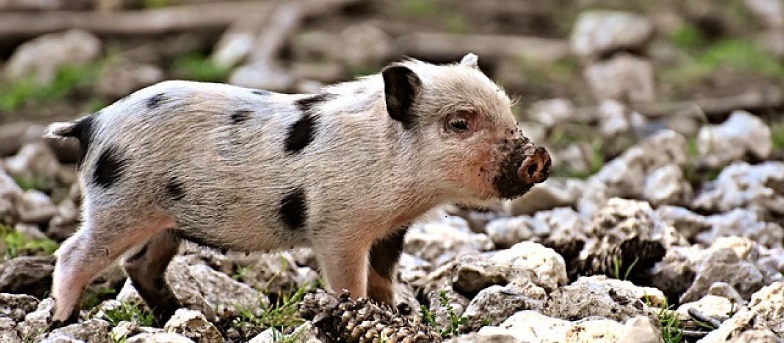 malac sertés takarmány táp