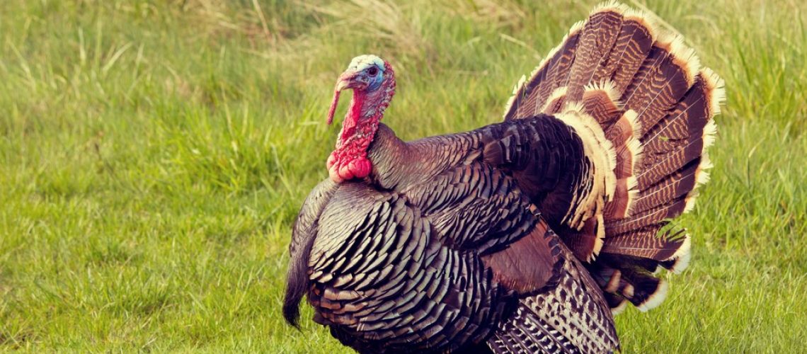 Thanksgiving Turkey Tom strutting and displaying his feathers